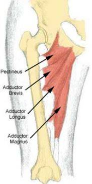 adductor muscles.JPG