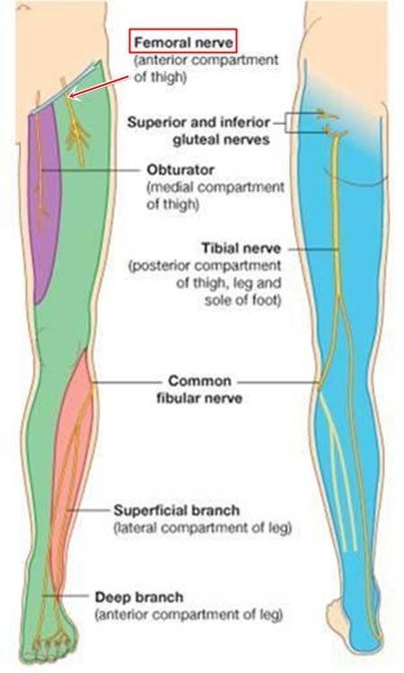 femoral nerve pathway.jpg