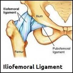 Iliofemoral Ligament.JPG