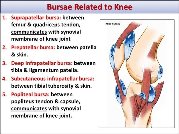 Knee Bursa 2.jpg