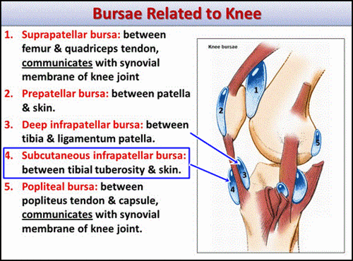 knee bursa.GIF