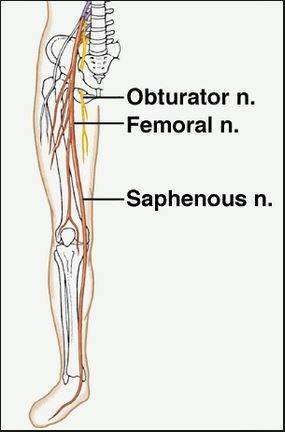 nerves in leg.JPG