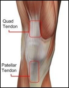 patellar-tendon and quads tendon.jpg