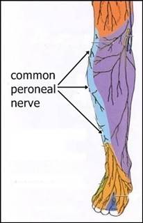 peroneal nerve a.jpg