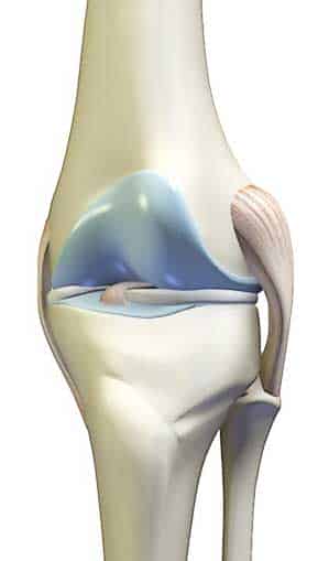Anatomic Knee