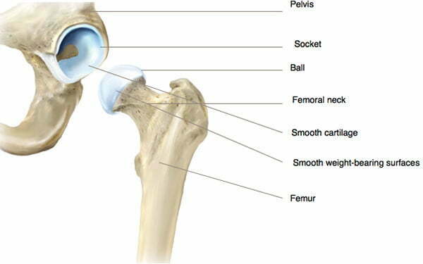 Hip Joint Anatomy Hip Bones Ligaments Muscles